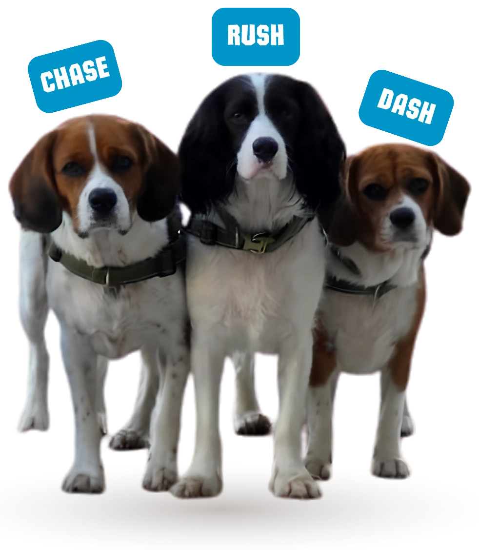Chase, Rush and Dash — Liam's three dogs